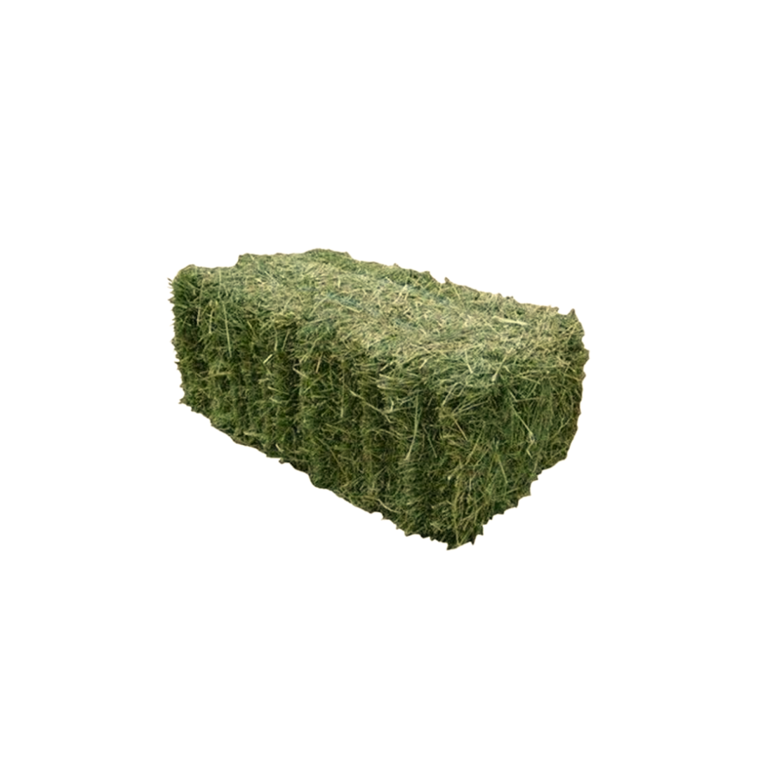 Lucerne Hay